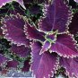 'Huolong' Series Coleus with Black Serrated Edges 100 PCS Seeds