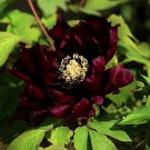 'Hei Qishi' Peony Large Double Blooms with Deep Red-Black Hues 20 PCS Seeds 'Hei Qishi' Peony Large Double Blooms with Deep Red-Black Hues 20 PCS Seeds