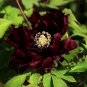 'Hei Qishi' Peony Large Double Blooms with Deep Red-Black Hues 20 PCS Seeds