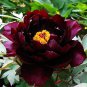'Hei Qishi' Peony Large Double Blooms with Deep Red-Black Hues 20 PCS Seeds