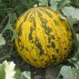 'Flower Fairy' Melon Hybrid F1 Aromatic Sweet Melon 50 PCS Seeds