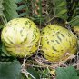 'Flower Fairy' Melon Hybrid F1 Aromatic Sweet Melon 50 PCS Seeds