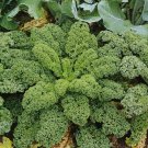 'Blue Ridge' Kale 100 PCS Seeds 'Blue Ridge' Kale 100 PCS Seeds