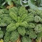 'Blue Ridge' Kale 100 PCS Seeds