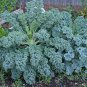 'Blue Ridge' Kale 100 PCS Seeds