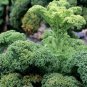 'Blue Ridge' Kale 100 PCS Seeds