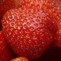 'Akihime' Series Red Strawberry 200 PCS Seeds