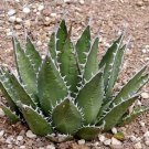 Aagave horrida v horrida 10 PCS Seeds