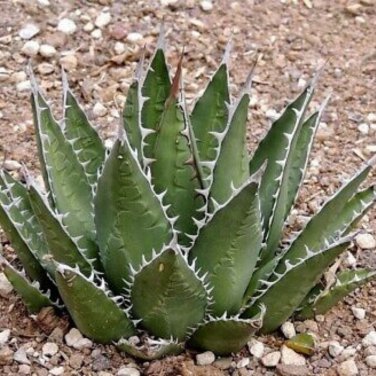 Aagave horrida v horrida 10 PCS Seeds
