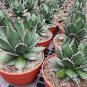 Aagave horrida v horrida 10 PCS Seeds