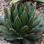 Aagave horrida v horrida 10 PCS Seeds