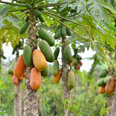 Unusual Huge Torpedo Shape Carica Papaya Burliar Long On A Dwarf 400 PCS Seeds