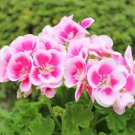 Unique 'Jiasheng' Geranium White & Pink Double-Colored Cranesbills 10 PCS Seeds Unique 'Jiasheng' Geranium White & Pink Double-Colored Cranesbills 10 PCS Seeds