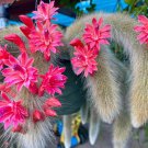 Unique Cactus Cleistocactus Colademononis 100 PCS Seeds Unique Cactus Cleistocactus Colademononis 100 PCS Seeds