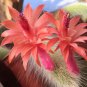 Unique Cactus Cleistocactus Colademononis 100 PCS Seeds