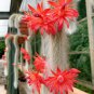 Unique Cactus Cleistocactus Colademononis 100 PCS Seeds