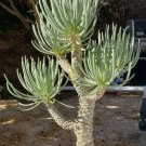 TTylecodon cacalioides Fresh 10 PCS Seeds