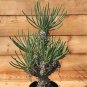 TTylecodon cacalioides Fresh 10 PCS Seeds