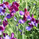 Turquoise Lagoon Sweet Pea 80 PCS Seeds