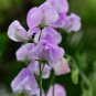 Turquoise Lagoon Sweet Pea 80 PCS Seeds