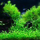 Aquarium Plant Java Fish Tank Aquatic Grass Landscape Decoration 500 PCS Seeds Aquarium Plant Java Fish Tank Aquatic Grass Landscape Decoration 500 PCS Seeds