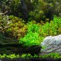 Aquarium Plant Java Fish Tank Aquatic Grass Landscape Decoration 500 PCS Seeds