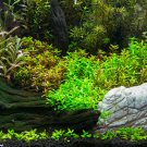 Aquarium Grass Water Aquatic Plant Family 1000 PCS Seeds