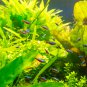Aquarium Grass Water Aquatic Plant Family 1000 PCS Seeds