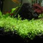 Aquarium Grass Water Aquatic Plant Family 1000 PCS Seeds