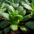 Aoxia No.8 Pak Choi 10 PCS Seeds