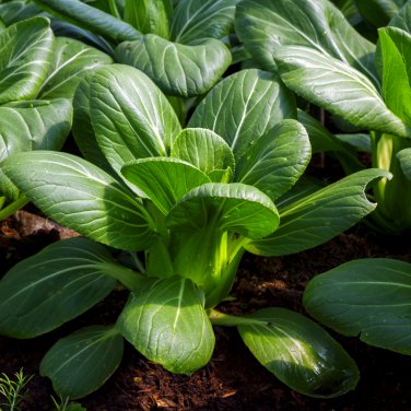 Aoxia No.8 Pak Choi 10 PCS Seeds