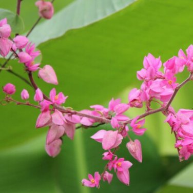 Antigonon leptopus 20 PCS Seeds