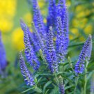 Veronica Royal Candles Ground Cover (Veronica Spicata) 500 PCS Seeds
