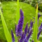 Veronica Royal Candles Ground Cover (Veronica Spicata) 500 PCS Seeds