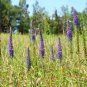 Veronica Royal Candles Ground Cover (Veronica Spicata) 500 PCS Seeds