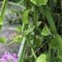 Veldt Grape cissus quadrangularis Plant 10 PCS Seeds