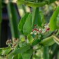 Veldt Grape cissus quadrangularis Plant 10 PCS Seeds