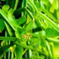 Veldt Grape cissus quadrangularis Plant 10 PCS Seeds