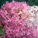 Vanilla Strawberry Hydrangea Flower Garden for Planting Flower 20 PCS Seeds Vanilla Strawberry Hydrangea Flower Garden for Planting Flower 20 PCS Seeds