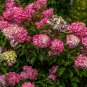 Vanilla Strawberry Hydrangea Flower Garden for Planting Flower 20 PCS Seeds