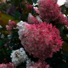 Vanilla Strawberry Hydrangea Flower 40 PCS Seeds Vanilla Strawberry Hydrangea Flower 40 PCS Seeds