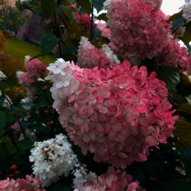 Vanilla Strawberry Hydrangea Flower 40 PCS Seeds