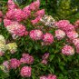 Vanilla Strawberry Hydrangea Flower 40 PCS Seeds