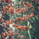 American Bittersweet Vine 20 PCS Seeds American Bittersweet Vine 20 PCS Seeds