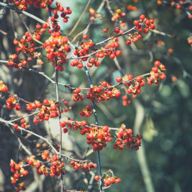 American Bittersweet Vine 20 PCS Seeds