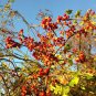 American Bittersweet Vine 20 PCS Seeds