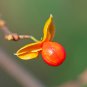 American Bittersweet Vine 20 PCS Seeds