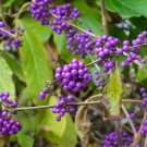American Beauty Berry Callicarpa Americana 100 PCS Seeds American Beauty Berry Callicarpa Americana 100 PCS Seeds