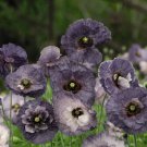 Amazing Grey Corn Poppy Flower 100 PCS Seeds Amazing Grey Corn Poppy Flower 100 PCS Seeds