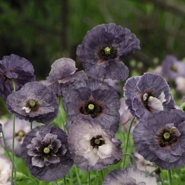 Amazing Grey Corn Poppy Flower 100 PCS Seeds